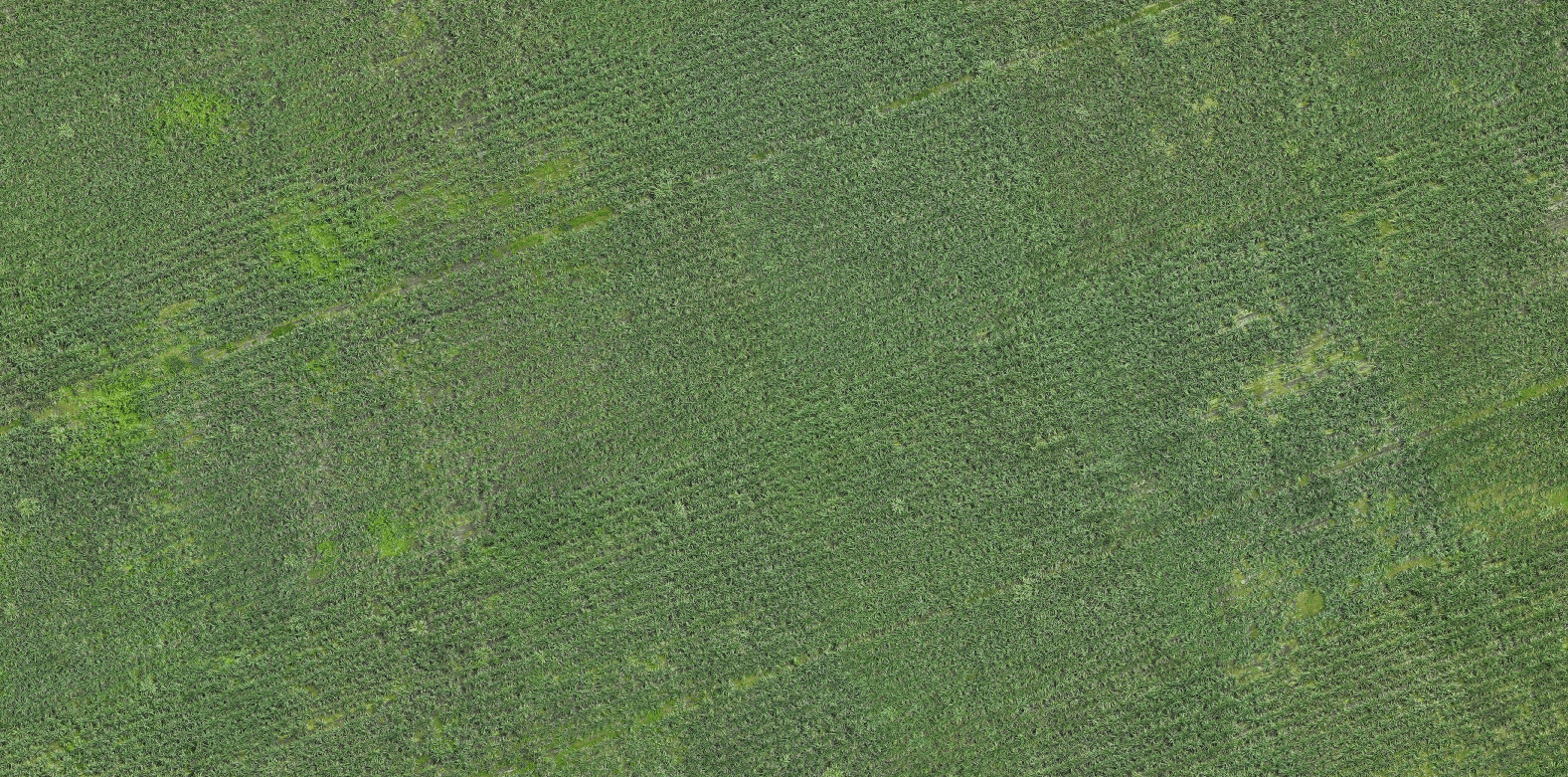 Imagen aérea de un cultivo captada por dron