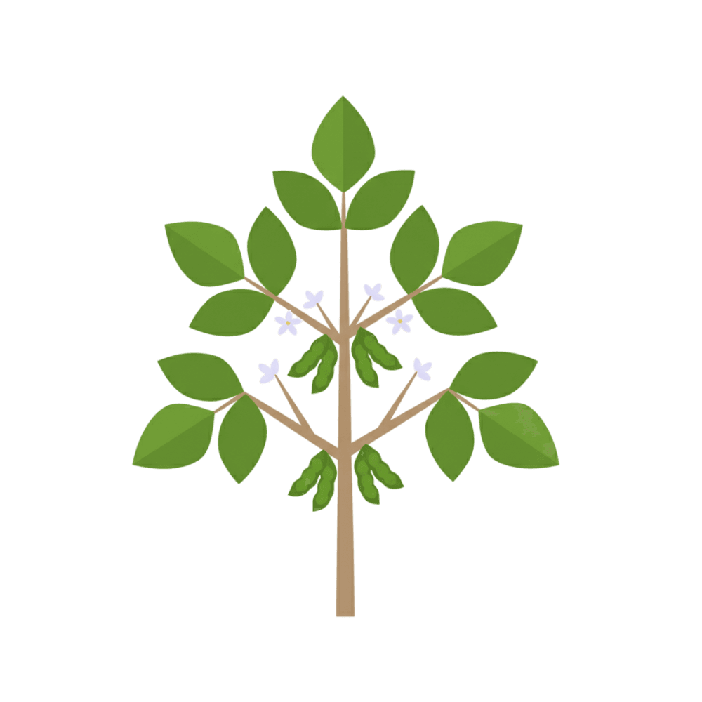 Soya